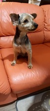 FERENC, Hund, Terrier in Quickborn - Bild 2