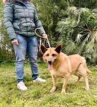 DONOVAN, Hund, Deutscher Schäferhund-Mix in Italien - Bild 2