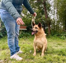 DONOVAN, Hund, Deutscher Schäferhund-Mix in Italien - Bild 3