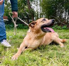 DONOVAN, Hund, Deutscher Schäferhund-Mix in Italien - Bild 4