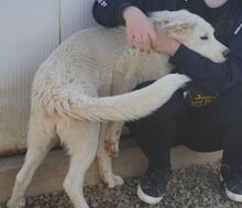 CARLETTA, Hund, Maremmano-Mix in Italien - Bild 11