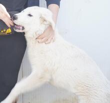 CARLETTA, Hund, Maremmano-Mix in Italien - Bild 13