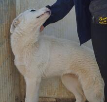 CARLETTA, Hund, Maremmano-Mix in Italien - Bild 17