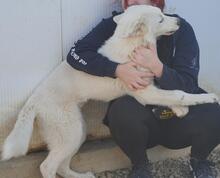 CARLETTA, Hund, Maremmano-Mix in Italien - Bild 28