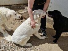 CARLETTA, Hund, Maremmano-Mix in Italien - Bild 3