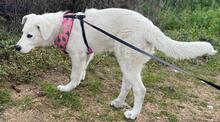 CARLETTA, Hund, Maremmano-Mix in Italien - Bild 30