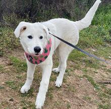 CARLETTA, Hund, Maremmano-Mix in Italien - Bild 31