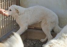 CARLETTA, Hund, Maremmano-Mix in Italien - Bild 32