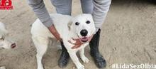 CARLETTA, Hund, Maremmano-Mix in Italien - Bild 9