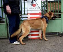 DONALD, Hund, Mischlingshund in Slowakische Republik - Bild 10