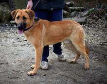 DONALD, Hund, Mischlingshund in Slowakische Republik - Bild 2