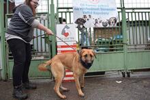 DONALD, Hund, Mischlingshund in Slowakische Republik - Bild 3