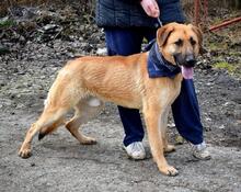 DONALD, Hund, Mischlingshund in Slowakische Republik - Bild 4