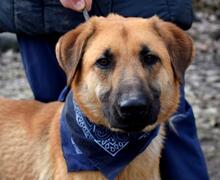 DONALD, Hund, Mischlingshund in Slowakische Republik - Bild 5