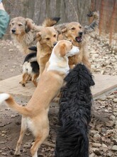 BINGO, Hund, Mischlingshund in Bosnien und Herzegowina - Bild 6