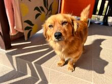 WOODROW, Hund, Mischlingshund in Rumänien