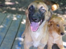 KELLY, Hund, Mischlingshund in Bosnien und Herzegowina