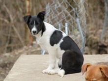 CHANTAL, Hund, Mischlingshund in Bosnien und Herzegowina - Bild 2