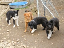 CHANTAL, Hund, Mischlingshund in Bosnien und Herzegowina - Bild 3