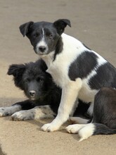 CHANTAL, Hund, Mischlingshund in Bosnien und Herzegowina - Bild 6