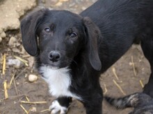 PACO, Hund, Mischlingshund in Bosnien und Herzegowina