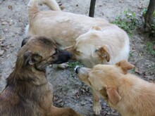 ZACK, Hund, Mischlingshund in Bosnien und Herzegowina - Bild 10