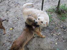 ZACK, Hund, Mischlingshund in Bosnien und Herzegowina - Bild 4