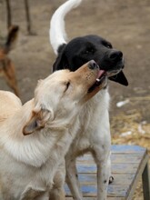 ZACK, Hund, Mischlingshund in Bosnien und Herzegowina - Bild 5