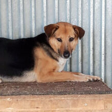 ABBA, Hund, Mischlingshund in Ungarn - Bild 1