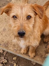 KEN, Hund, Mischlingshund in Bosnien und Herzegowina