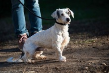 VATTE, Hund, Mischlingshund in Ungarn - Bild 13