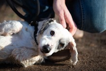 VATTE, Hund, Mischlingshund in Ungarn - Bild 14