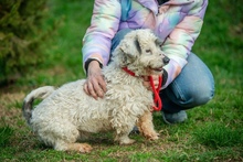 VATTE, Hund, Mischlingshund in Ungarn - Bild 2