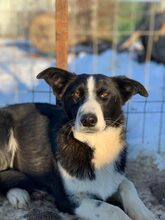 LADY, Hund, Mischlingshund in Rumänien - Bild 1