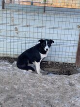 LADY, Hund, Mischlingshund in Rumänien - Bild 4