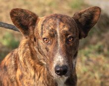 APOLLO, Hund, Mischlingshund in Kroatien - Bild 10