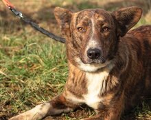 APOLLO, Hund, Mischlingshund in Kroatien - Bild 12