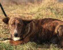 APOLLO, Hund, Mischlingshund in Kroatien - Bild 13