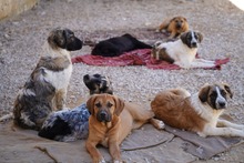 NUMA, Hund, Mischlingshund in Italien - Bild 14