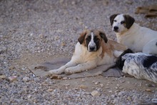 NUMA, Hund, Mischlingshund in Italien - Bild 20