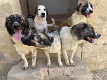 NUMA, Hund, Mischlingshund in Italien - Bild 9