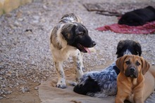 NINJO, Hund, Mischlingshund in Italien - Bild 19