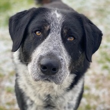 MALIK, Hund, Mischlingshund in Griechenland - Bild 1