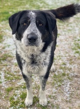 MALIK, Hund, Mischlingshund in Griechenland - Bild 10