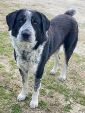 MALIK, Hund, Mischlingshund in Griechenland - Bild 13