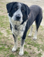 MALIK, Hund, Mischlingshund in Griechenland - Bild 14