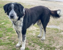 MALIK, Hund, Mischlingshund in Griechenland - Bild 2