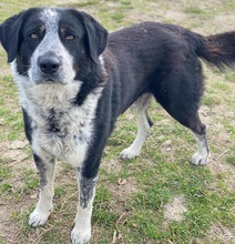 MALIK, Hund, Mischlingshund in Griechenland - Bild 4