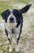 MALIK, Hund, Mischlingshund in Griechenland - Bild 8