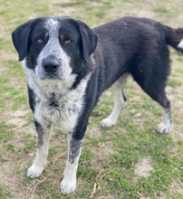 MALIK, Hund, Mischlingshund in Griechenland - Bild 9